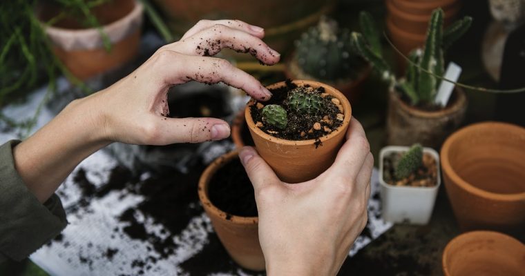 How Gardening Boosts your Health and Well-Being