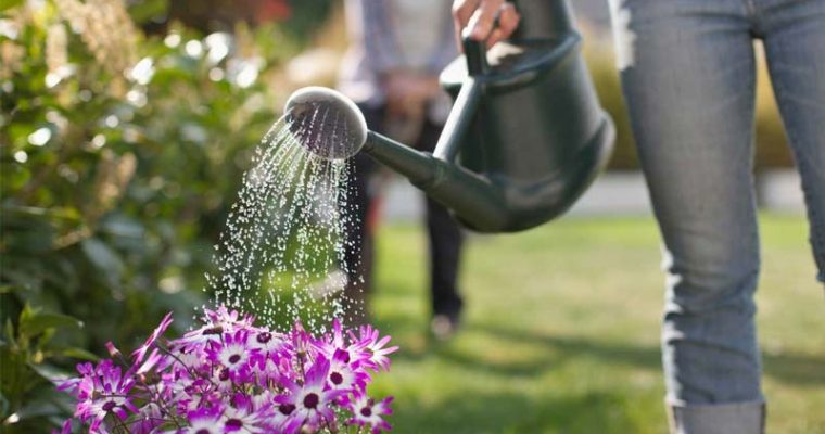 Hot Summer Tips for Watering the Garden