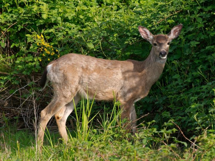 How to Keep Deer from Eating Your Trees This Winter