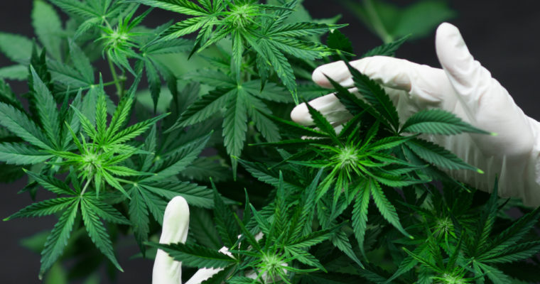 Natural Health Benefits Of Cannabis