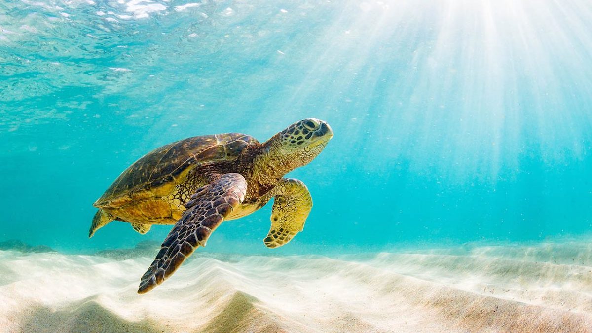 How To Help Sea Turtles on Your Next Vacation